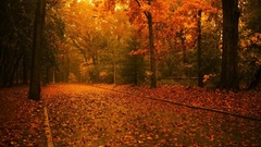 Nature Trees autumn forests