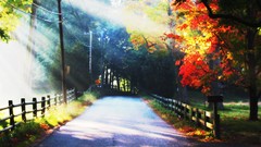 Nature Trees autumn roads vivid colors