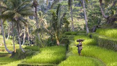 Nature Trees Bali Indonesia rice