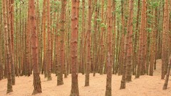 Nature Trees bamboo pine