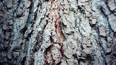 Nature Trees bark depth