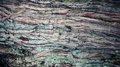 Nature Trees bark depth