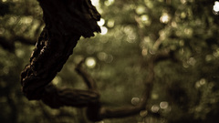 Nature Trees branches