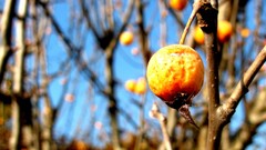 Nature Trees branches bokeh fruits depth of field fruit trees