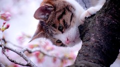 Nature Trees branches cats mustache