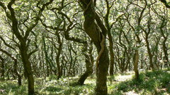 Nature Trees by Captivity