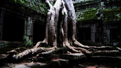 Nature Trees China old temple buildings cambodia Angkor Wat