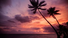 Nature Trees clouds purple palm trees skyscapes dominican 