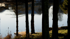 Nature Trees daylight lakes