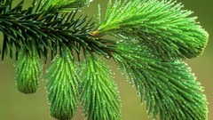 Nature Trees dew spruce