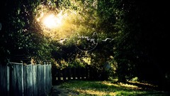 Nature Trees fences sunlight backyard