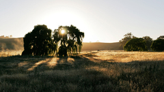 Nature Trees fields shadows