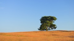 Nature Trees fields tree