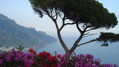 Nature Trees Flowers