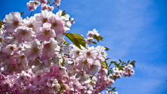 Nature Trees Flowers blossoms
