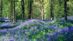 Nature Trees Flowers forests