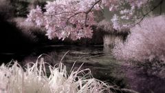 Nature Trees Flowers Plants