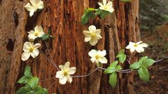 Nature Trees Flowers Plants