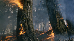 Nature Trees forest fire