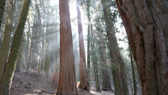 Nature Trees forests