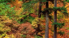 Nature Trees forests