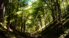 Nature Trees forests