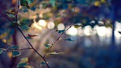 Nature Trees forests depth