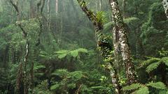 Nature Trees forests Ferns