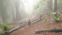 Nature Trees forests fog