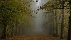 Nature Trees forests fog