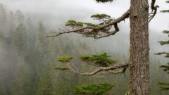 Nature Trees forests mist