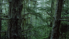 Nature Trees forests outdoors