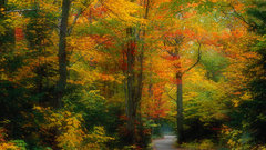 Nature Trees forests paths