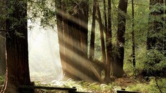 Nature Trees forests paths