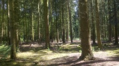 Nature Trees forests sandringham