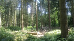 Nature Trees forests sandringham