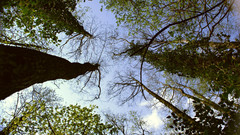 Nature Trees forests skyscapes