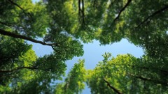 Nature Trees forests skyscapes worms eye view