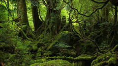 Nature Trees forests woods