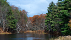 Nature Trees forests woods