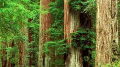 Nature Trees forests woods