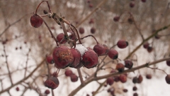 Nature Trees fruits macro