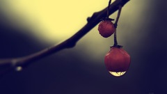 Nature Trees fruits Plants