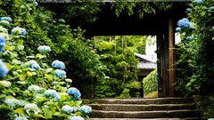 Nature Trees Garden architecture Hydrangeas blue flowers 