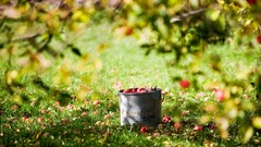 Nature Trees grass apples bucket depth of field