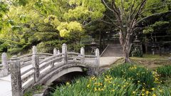 Nature Trees grass Bridges