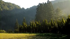 Nature Trees grass dawn hills Taiwan sunlight Morning Sun