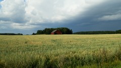 Nature Trees grass fields abaddon skyscapes farmhouse