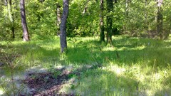 Nature Trees grass Green spring greenery forests