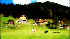 Nature Trees Green Cows forests skyscapes Trabzon sinan özdemir